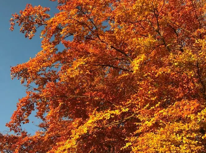 Berggasthof Zur Glocke Vendégház 3*