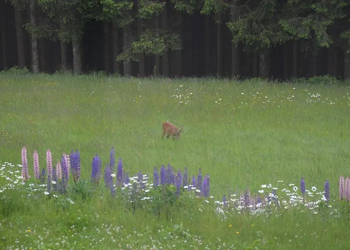Vendégház Berggasthof Zur Glocke 3*